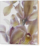Cymbidium Orchid Flower #2 Wood Print