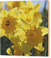 Daffodils In The Sunshine #2 Wood Print