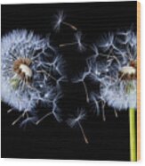 Dandelion On Black Background #2 Wood Print