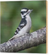Female Downy Woodpecker #2 Wood Print