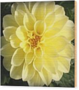 Glowing Yellow Dahlia #1 Wood Print