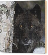 Gray Wolf Wood Print
