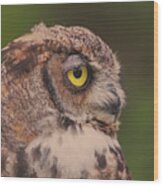 Great Horned Owl #2 Wood Print