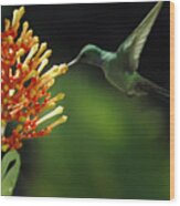 Hummingbird #2 Wood Print