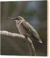Hummingbird #10 Wood Print