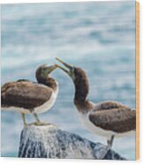 Juvenile Nazca Booby In Galapagos #2 Wood Print