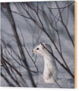 Long-tailed Weasel Mustela Frenata #2 Wood Print