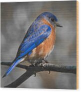 Male Eastern Bluebird #2 Wood Print