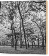 Northwestern University Oak Grove #2 Wood Print