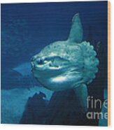 Ocean Sunfish Mola Mola #2 Wood Print