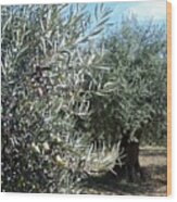 Olive Trees #2 Wood Print