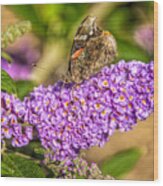 Painted Lady Butterfly  #2 Wood Print