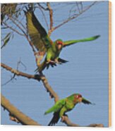 Parrots Wood Print