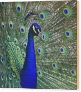 Peacock #2 Wood Print