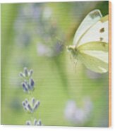 Pieris Brassicae, The Large White, Also Called Cabbage Butterfly #2 Wood Print