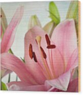 Pink Lilies #2 Wood Print