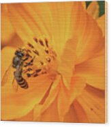 Pollination #2 Wood Print