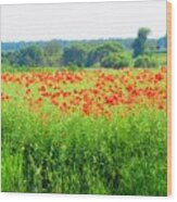 Poppy Fields Wood Print