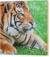 Pre-pounce Tiger #2 Wood Print