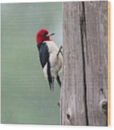 Red Headed Woodpecker  #2 Wood Print