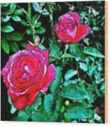 2 Red Roses Wood Print