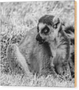Ring Tailed Lemur #2 Wood Print