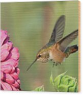 Rufous Hummingbird #2 Wood Print