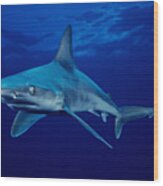 Sandbar Shark #2 Wood Print
