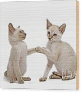 Siamese Cat Kittens #3 Wood Print
