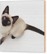 Siamese Kitten #2 Wood Print