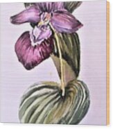 Slipper Foot Orchid #2 Wood Print