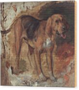 Study Of A Bloodhound #3 Wood Print