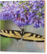 Tiger Swallowtail Feeding On Flower Wood Print