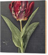 Tulip #2 Wood Print