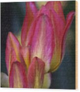 Tulips #2 Wood Print