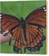 Viceroy Butterfly #2 Wood Print