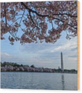 Washington Monument Cherry Blossoms #2 Wood Print