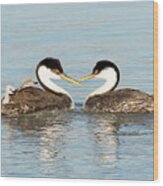 Western Grebe With Chicks #2 Wood Print