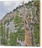 Wheeler Peak Basin Bristlecone #2 Wood Print