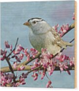 White-crowned Sparrow #2 Wood Print