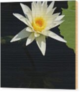 White Lotus Waterlily #2 Wood Print