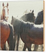 Wild Horses - Australian Brumbies 3 #1 Wood Print