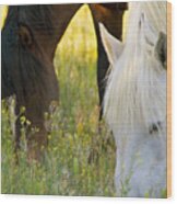 Wild Mustang Horses #1 Wood Print