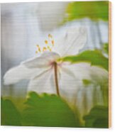 Wood Anemone Spring Wild Flower Abstract #2 Wood Print