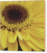 Yellow Gerbera Daisy #2 Wood Print