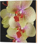 Yellow Orchid Wood Print