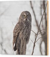 Great Grey Owl #20 Wood Print