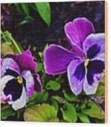 2015 Spring At Olbrich Gardens Violet Pansies Wood Print