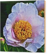 2015 Spring At The Garden White Peony Wood Print