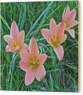 2015 Spring At The Gardens Meadow Garden Tulips 3 Wood Print